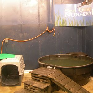 Orphaned Baby Northern sea otter nursery exhibit