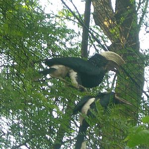 Silvery-cheeked Hornbill