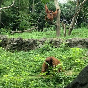 May 2012-Lana and Henry the Sumatran orangutans