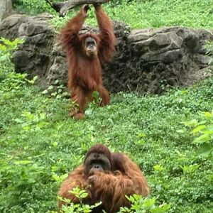 May 2012-Lana and Henry the Sumatran orangutans