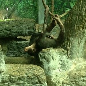 May 2012-Bonobo in Jungle Trails