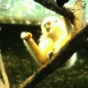May 2012-Possum, a White-handed gibbon