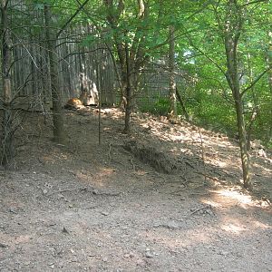 white tail deer in walk thru deer yard