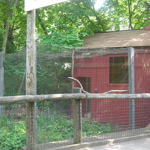 Barn owl exhibit