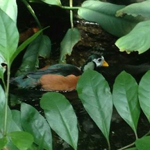 May 2012-African pymy goose in the Butterfly Rainforest