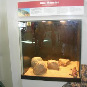 worlds of discovery- Gila Monster Exhibit