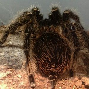 May 2012-Brazilian salmon pink birdeater in World of the Insect