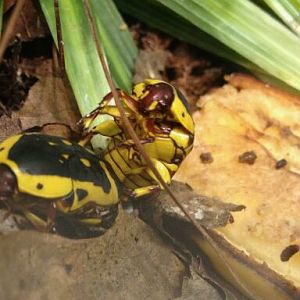 May 2012-Yellow-bellied beetles in World of the Insect