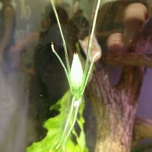 May 2012-Baby Malayan leaf katydid in World of the Insect