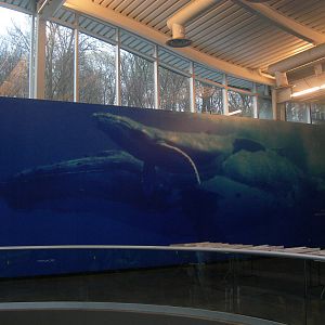 wall with whale picture