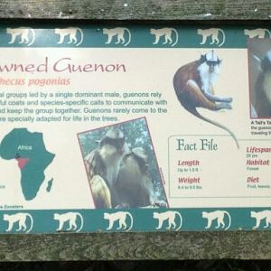 May 2012-Guenon sign in Gorilla World