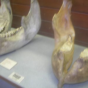 Difference between african and asian elephant skull