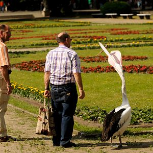 Pelikan at Berlin Tierpark