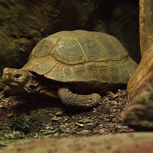 Elongated Tortoise (Indotestudo elongata)