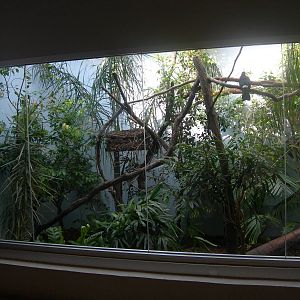 left side of Keel-Billed Toucan,Two-Toed Sloth & Gray-Winged Trumpt