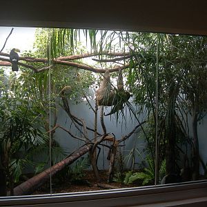 Right side of Keel-Billed Toucan,Two-Toed Sloth & Gray-Winged Trump