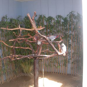 African Grey Parrot Exhibit