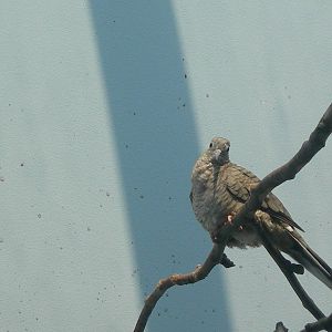 Inca Dove (Columbina inca)