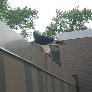 Back of Augur Buzzard in Sky Deck Presentation