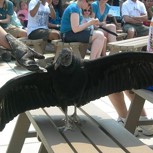 Black Vulture in Sky Deck Presentation