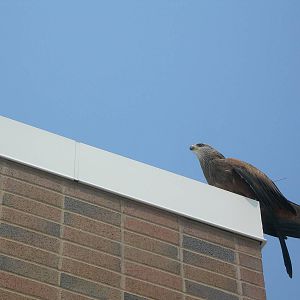Black Kite in Sky Deck Presentation