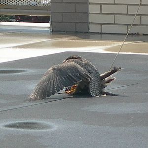 Lanner Falcon going in for is prey and tackling it on the ground in Sky Dec