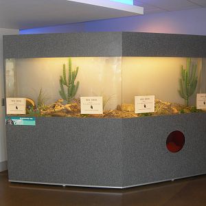 Burrowing Owl Exhibit