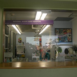 National Aviary Bird Hospital Window