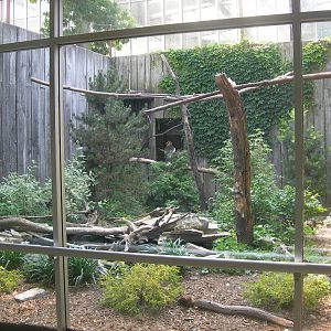Steller's Sea Eagle Exhibit