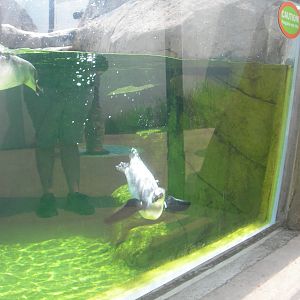 3 month old African penguin Chick Underwater
