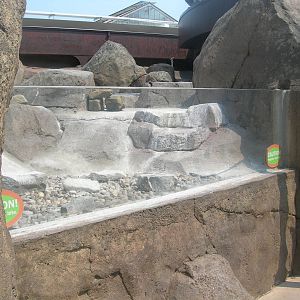 African Penguin Exhibit