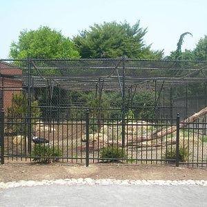 Andean Condor Exhibit