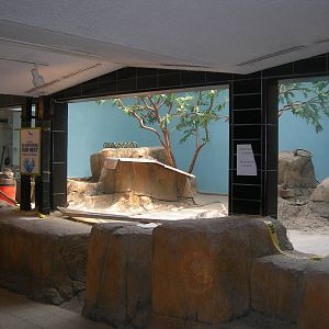 Future North Island Brown Kiwi Exhibit