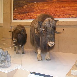 Carnegie Museum of Natural History- Musk Ox