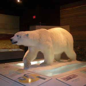 Carnegie Museum of Natural History- Polar Bear