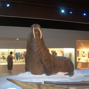 Carnegie Museum of Natural History- Walrus