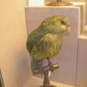 Carnegie Museum of Natural History- Kakapo