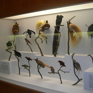 Carnegie Museum of Natural History- Species of Bird-Of-Paradise