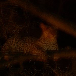 Carnegie Museum of Natural History- African leopard in a tree at night