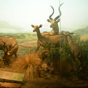 Carnegie Museum of Natural History- Mountain Nyala