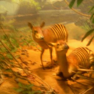 Carnegie Museum of Natural History- Zebra Duiker