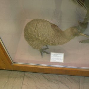 Carnegie Museum of Natural History- Spotted Kiwi