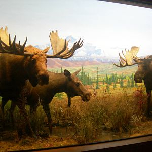 Carnegie Museum of Natural History- Moose