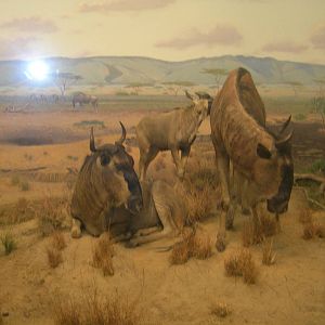 Carnegie Museum of Natural History- Wildebeest