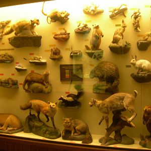 Carnegie Museum of Natural History- Mammals Native to Pennsylvania