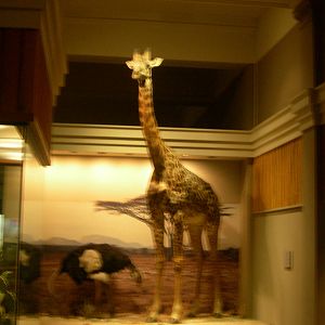 Carnegie Museum of Natural History- Ostrich and Giraffe