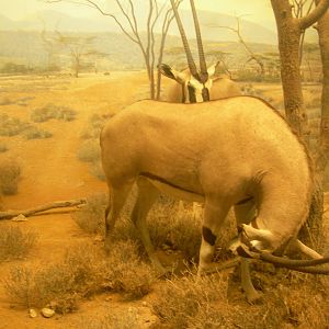 Carnegie Museum of Natural History- Gemsbok
