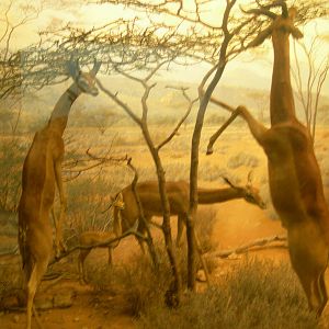 Carnegie Museum of Natural History- gerenuk