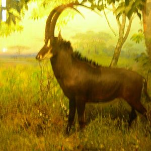 Carnegie Museum of Natural History- Sable Antelope