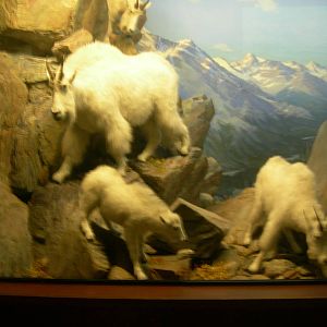 Carnegie Museum of Natural History- Rocky Mountain Goat